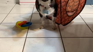 Silly Dog Gets Stuck in Pop-Up Tent