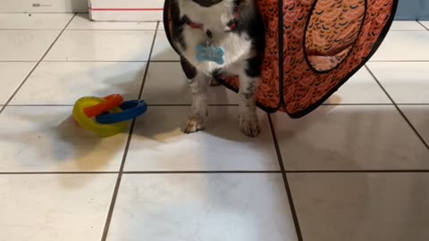 Silly Dog Gets Stuck in Pop-Up Tent