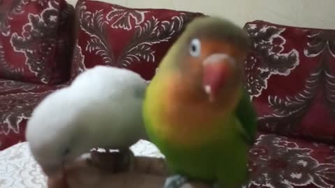 Calling the pet bird