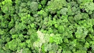 NGO says two-thirds of world's rainforests destroyed or degraded