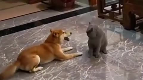 Funny pets... Funny cats and funny dogs