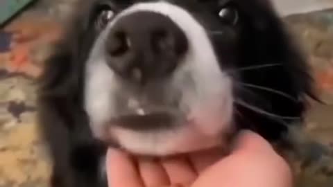 Massive Newfoundland Thinks He's A Tiny Lap Dog