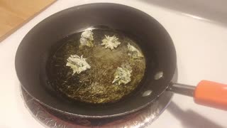 Harvesting, and cooking dandelion flower