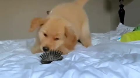 Funniest & Cutest Labrador Puppies