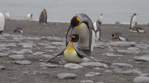 Mating King Penguins