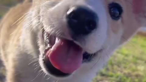 A little dog smiling 😀 beautiful puppy 😍