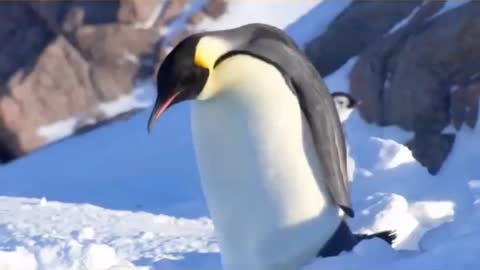 The penguins are playing in the snow