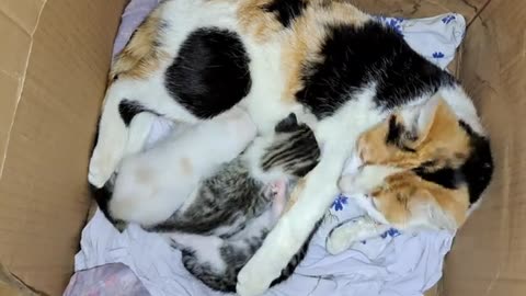 A mother cat is nursing her kittens. Baby kittens play.