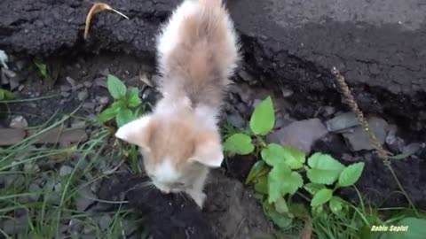 Tiny kitten is crying because his mother abandoned him