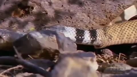 Giant Snake Anaconda Animal Planet Documentary