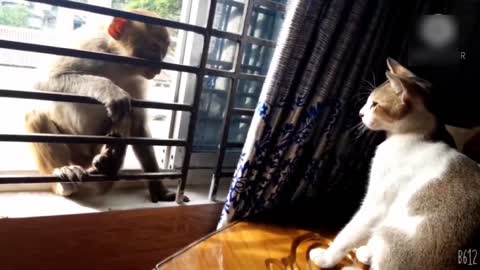 Cutest fighting between cat and monkey