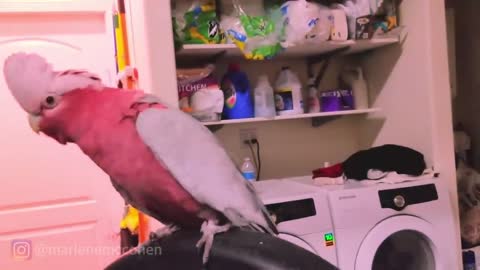 WORLD BEST DANCING PARROT! Cockatoo Rocks Out To Rave Music!!