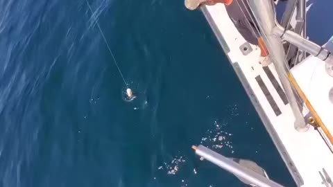 13’ blue shark caught 15 miles off of the Maine coast