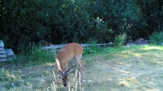 Fred Zeppelin 2022, More Bucks 7/3/22