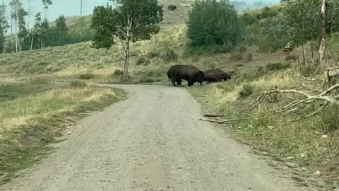 Bison at the Tetons