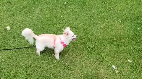 Gwenny at the park