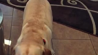 Tan dog catches treat in kitchen