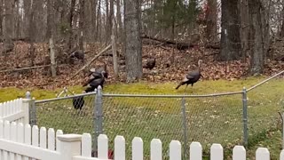 Turkeys Didn’t Know What day it was.