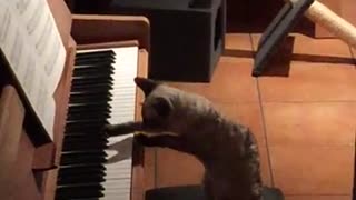 Music-loving cat plays the piano