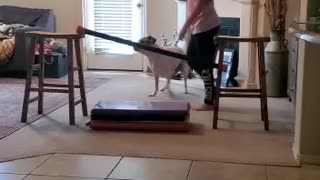 Girl training dog to jump