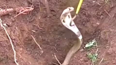 Cobra snake rescue