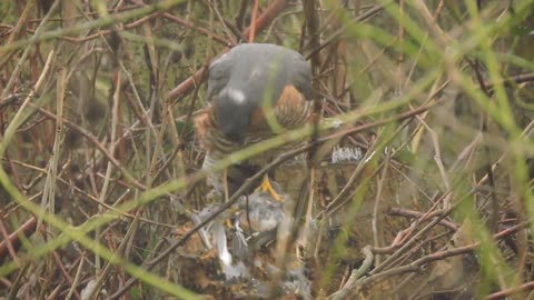 Eurasian Sparrowhawk with prey