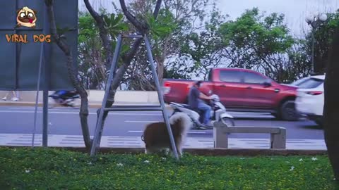 An Afternoon of Bin - Handsome Alaska Dog Playing on Vung Tau Park - Viral Dog