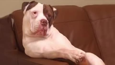 Funniest Animal Video | The most dramatic dogs are waiting for you :O :O