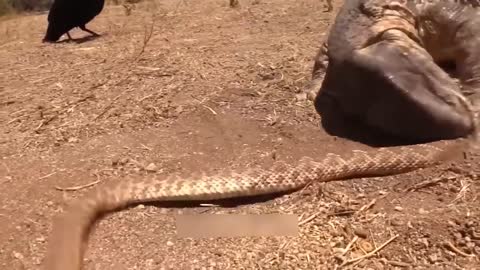 Deadly Battle Between Komodo Dragon Vs King Cobra