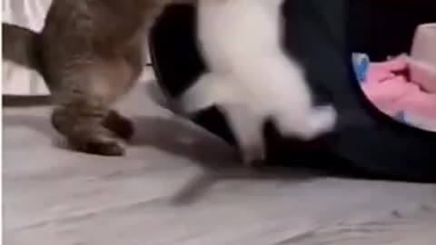 funny cat fight