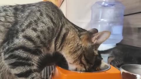 The hungry kitten's reaction to seeing its meal was too cute... | Compilation