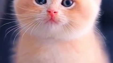 looking so cute Cat