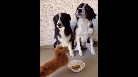 New Funny Animals ## Funniest Cats and Dogs Videos ###