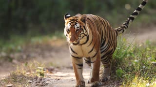 Huge Tiger marking her territory | Kanha tiger reserve | India