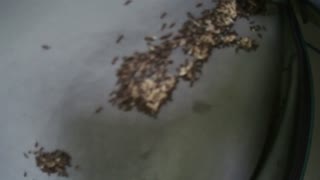 Ferocious Midwest Ants try to invade my Tent!