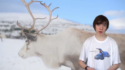 Intriguing Insights into Reindeer - Information and Characteristics