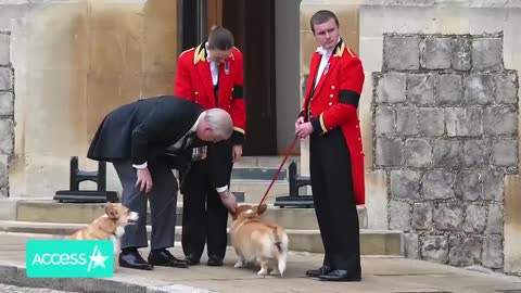 🌀Queen Elizabeth's Corgis & Pony Bid Final Farewell at🌀 Windsor Castle🌀