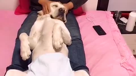 DOG HAVING A SPECIAL MASSAGE.mp4