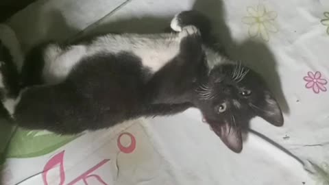 Meu gatinho é tão fofinho