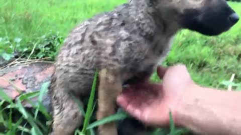 Rescue abandoned puppy lose mom, Found Under The Rain!!!