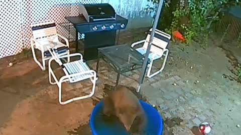 Bear Plays With Soccer Balls in Kiddie Pool