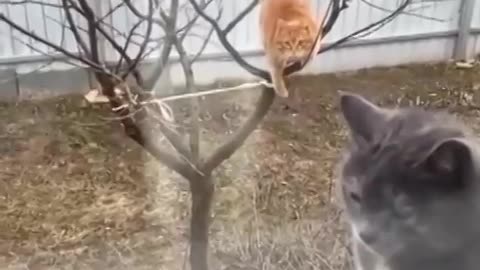 Funny cats