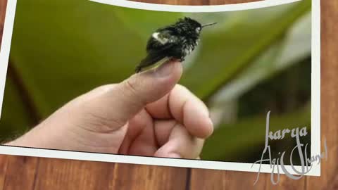 This Is The Smallest Bird In The World Bee Hummingbird