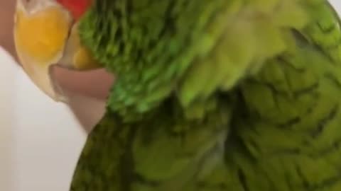 perroquet amazone