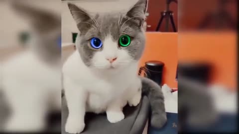Cute Cat Funny videos