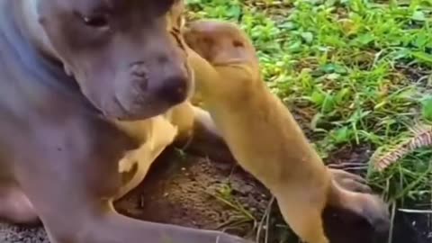 funniest ANIMALS,FUNNY DOG,NAUGHTY SQUIRREL,VIRAL,