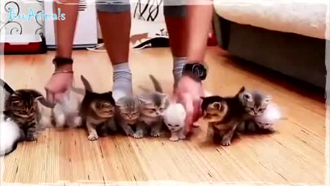 LITTLE KITTENS