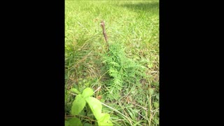 Summer Love Usha Dawn Redwood Tree August 2021