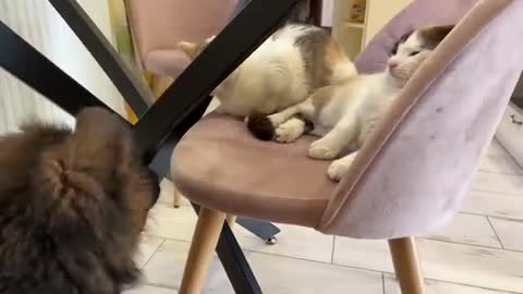 German Shepherd Puppy Reacts to Cats