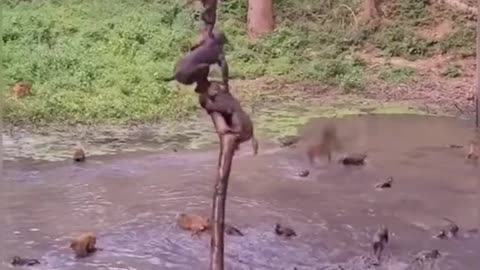 monkeys are bathing and playing together